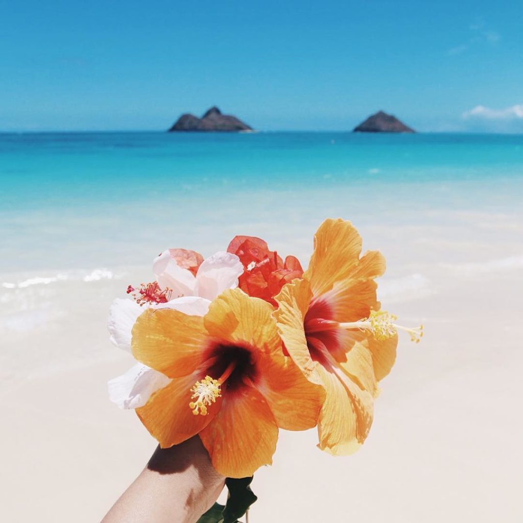 hawaii hibiscus – pushing the sky